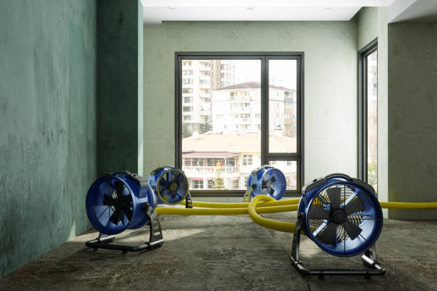 Best Mold removal after water damage  in Mendenhall, MS