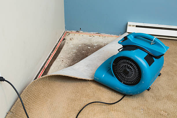 Best Water damage cleanup near me  in Mendenhall, MS